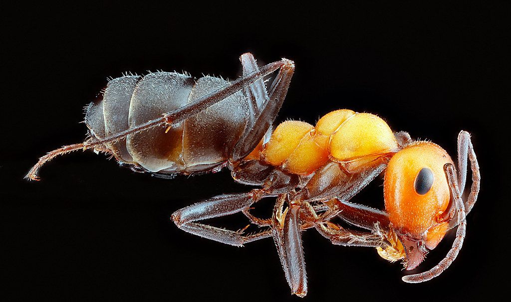Ant Control service in Kettering, OH