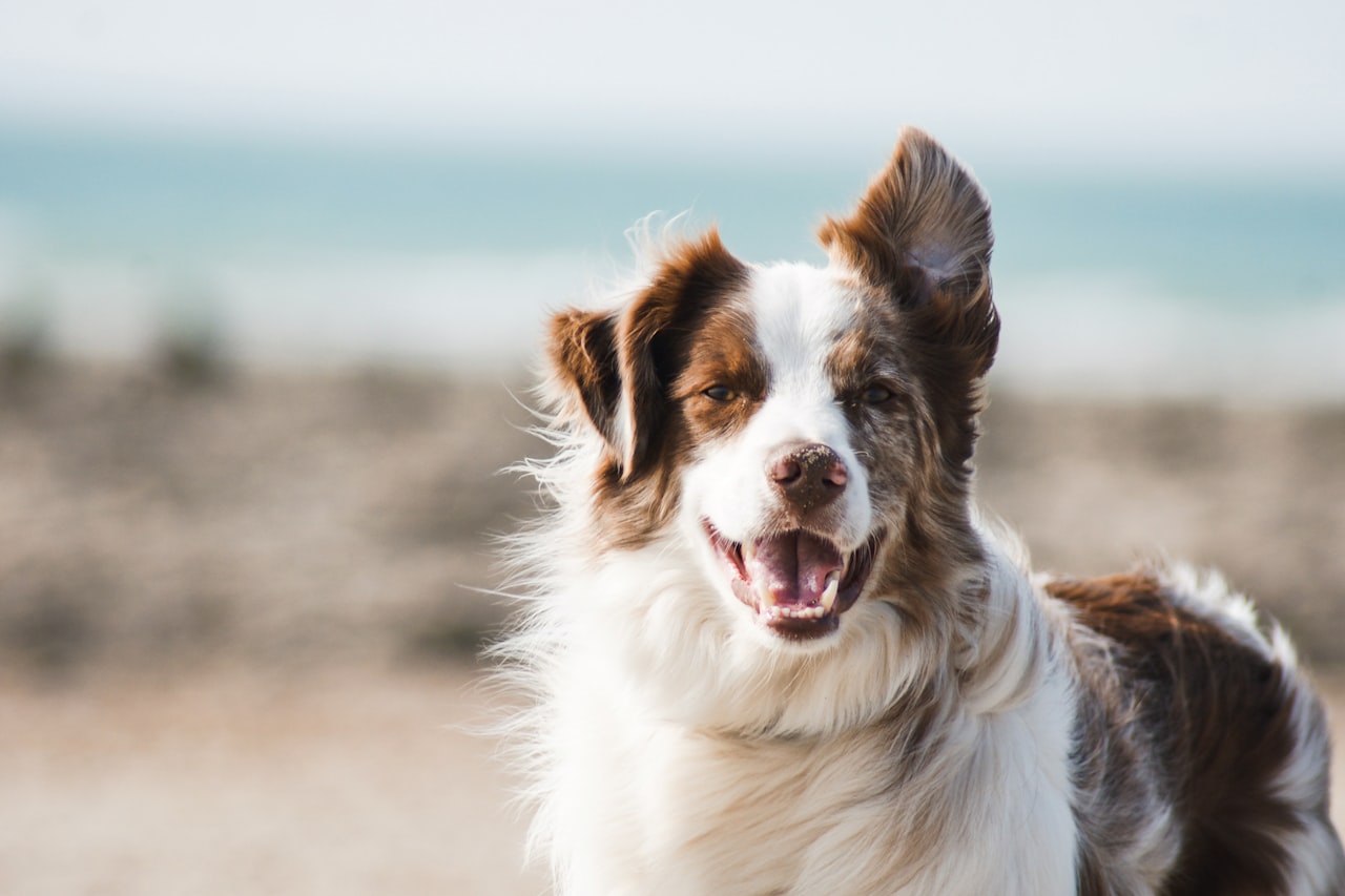 Flea & Tick Control service in Kettering, OH