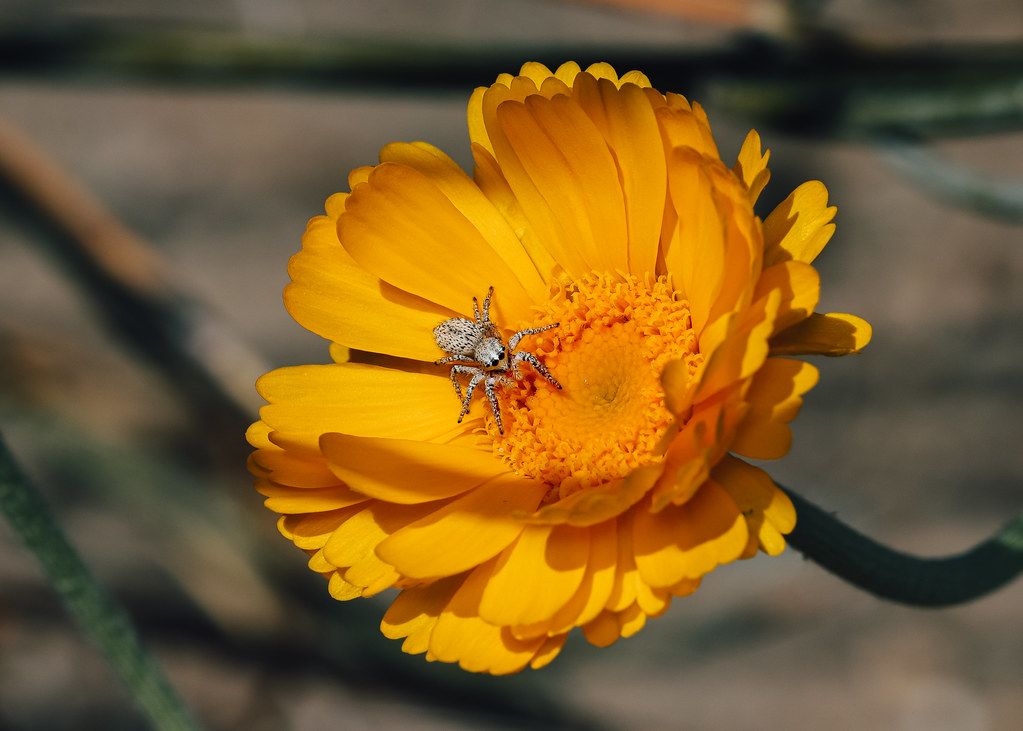Spider Control service in Kettering, OH